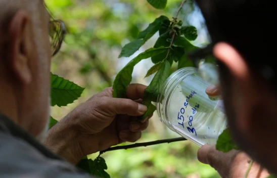 Bozkurt'ta Kestane Ormanlarına 'Torymus Sinensis' Böceği Salındı
