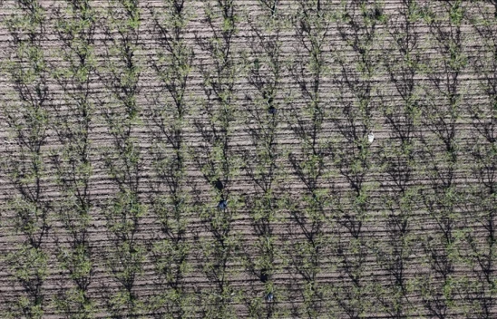 Bu Önlemler Zirai Don Hasarını Azaltmaya Yardımcı Oluyor