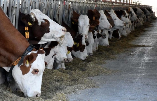 Büyükbaş Hayvancılık Destek Paketi Evrakları Yayımlandı