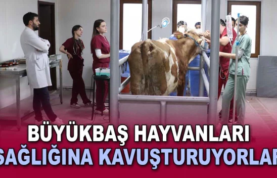 Büyükbaş Hayvanları Sağlığına Kavuşturuyorlar