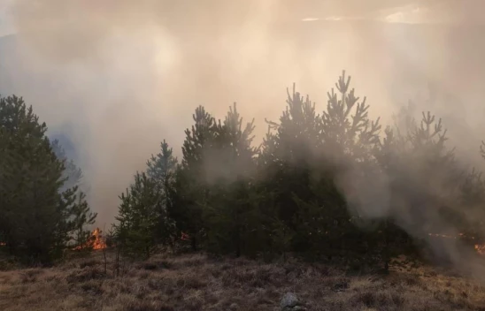 Büyümeden Söndürüldü!