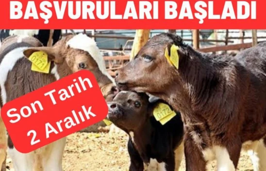 Buzağı Destekleme Başvuruları Başladı