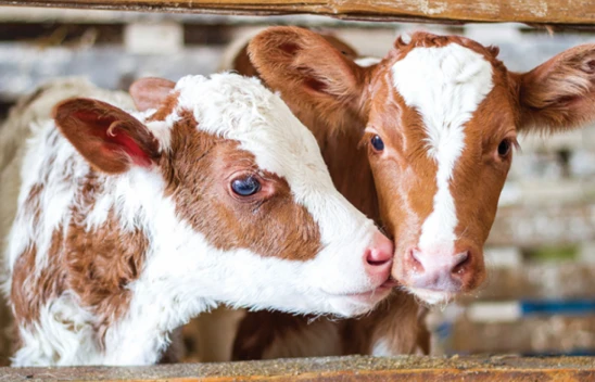 Buzağılar için 1'inci Dönem Başvuruları Başladı