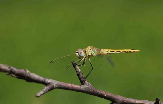 Çankırı'da 'Yusufçuk Mevsimi'