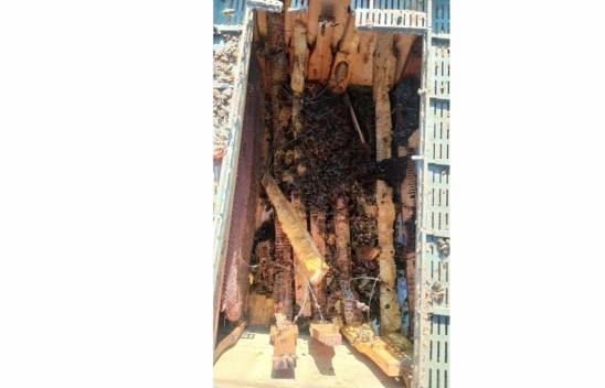 Çankırı'da Ayılar Arı Kovanlarına Dadandı