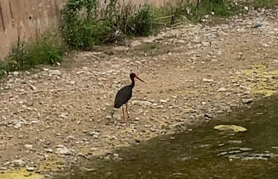 Çankırı'da Kara Leylek Görüntülendi