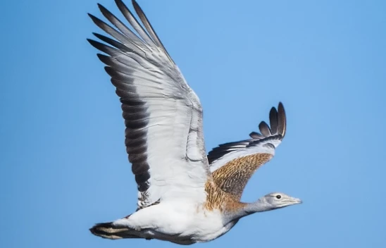 Nesli Tükenmekte Olan Kuşlar Görüntülendi