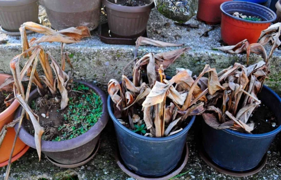 Çiçekleri Solduran 4 Hata