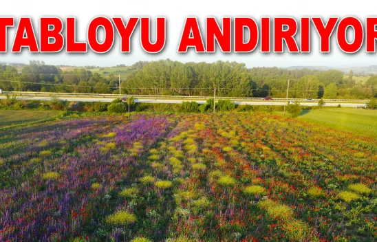 Çiçeklerin Süslediği Arazi Tabloyu Andırıyor