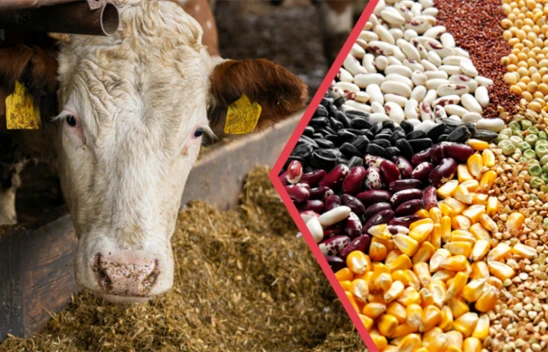 Çiftçiler İçin Destekleme Ödemesi