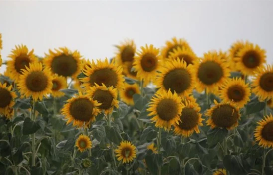 Çiftçilere Tarımsal Destekleme Ödemesine Başlandı