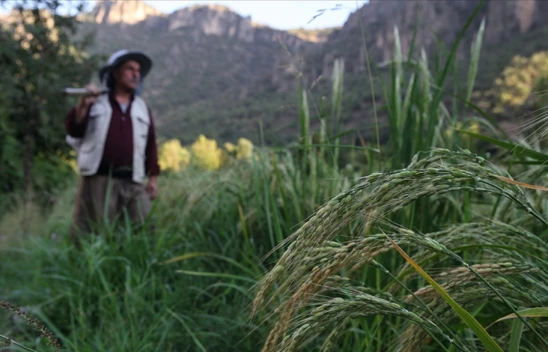 Çiftçilere Tarımsal Destekleme Ödemesi Yapıldı