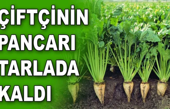 Çiftçinin Pancarı Tarlada Kaldı