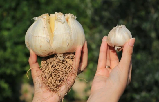 Çin Sarımsağından Sonra Tayland Sarımsağı da Geldi