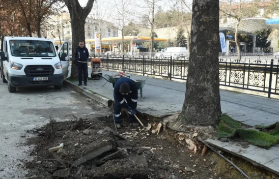 Çınar Ağaçları Bilimin Işığında Korunuyor   