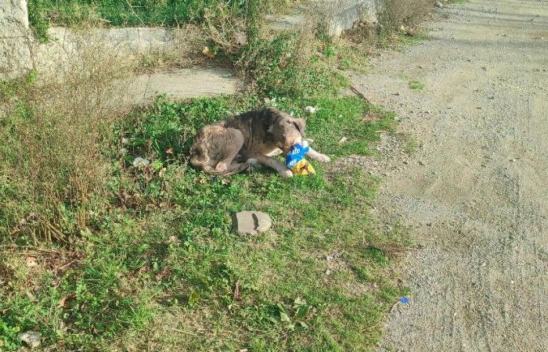 Cips Hırsızı Köpek!