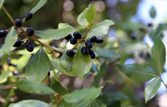 Defne Potansiyelinin Katma Değeri Artacak