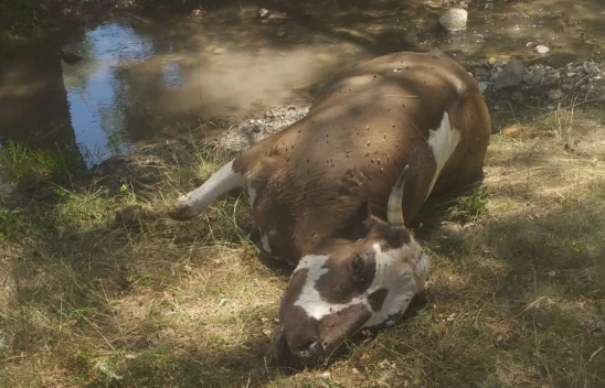 Dere kenarında telef olmuş inek bulundu