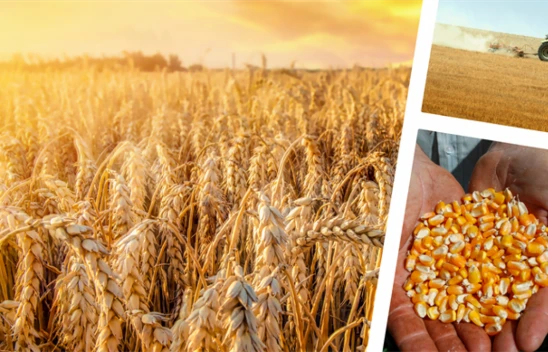 Destek Ödemeleri Çiftçilere Aktarıldı