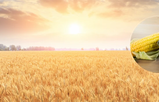 Destek Ödemeleri Hesaplara Aktarıldı