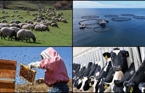 Destekleme Miktarlarında Artışa Gidildi