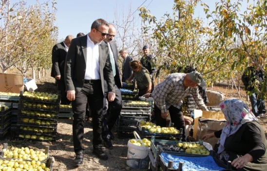 Deveci Armudunda Hasat Zamanı
