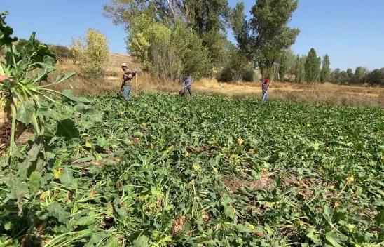 Devrekanili Pancar Üreticisi İstediğini Aldı