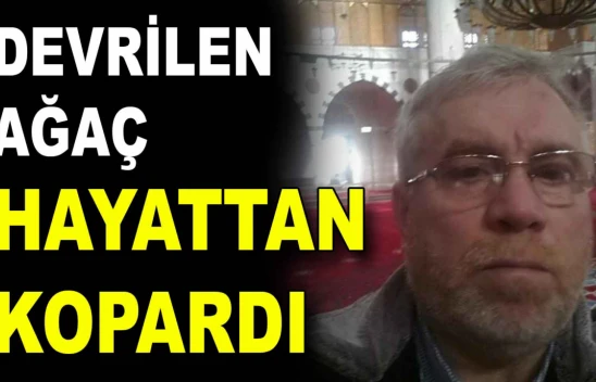 Devrilen Ağaç Hayattan Kopardı