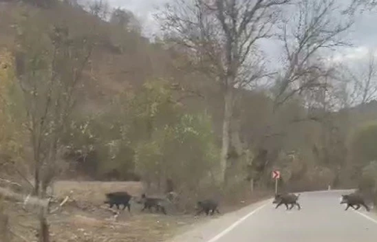 Domuz Sürüsü Cep Telefonuyla Görüntülendi