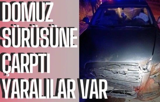 Domuz sürüsüne çarptı, domuzlar öldü, çok sayıda kişi yaralandı