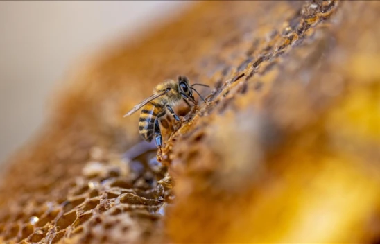 Dünyadaki Arı Irkı Ve Ekotiplerinden 7'si Türkiye'de