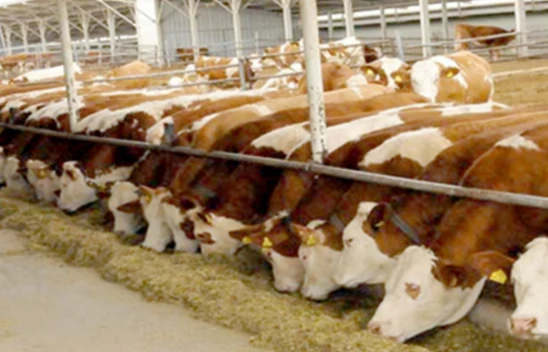 Düve Alım Desteği Resmi Gazete'de