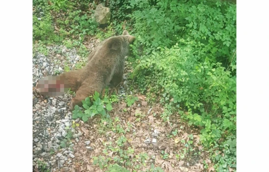 Ekipler tren çarpan ayıyı arıyor