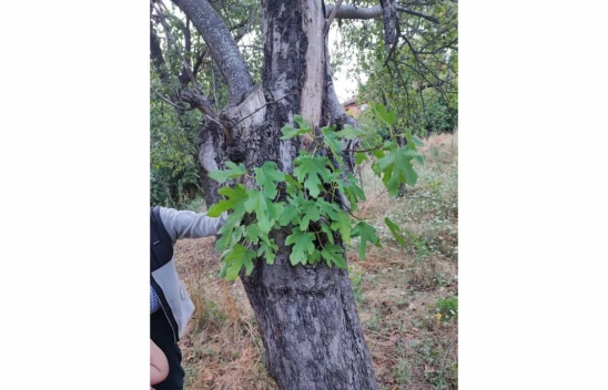 Elma ağacının gövdesinde incir fidanı yeşerdi