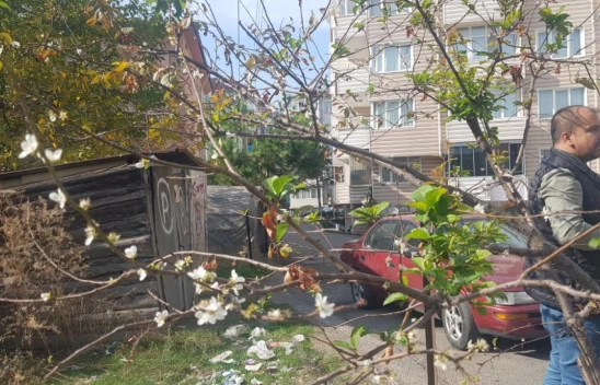 Erik Ağacı Kasım'da Çiçek Açtı