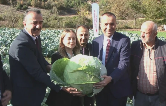 Eski Pazar Lahanası Hasat Edildi