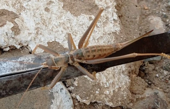 Etçil Dev Çekirge Görüntülendi