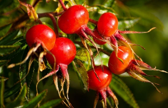 Faydalarını Duyunca Şaşıracaksınız!