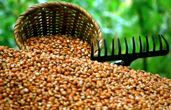 Fındıktan 2 Milyar Dolara Yakın Döviz Girdisi Sağlandı