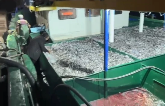 Kastamonu'da Fırtına Sonrası Hamsi Bereketi