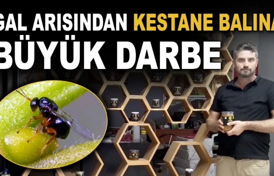 Gal Arısından Kestane Balına Büyük Darbe
