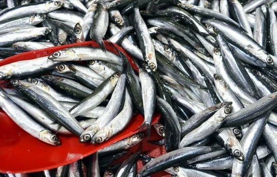 Yabancılar Hamsinin Tadına Vardı