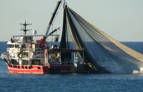 Hamsi İhracatından 25 Milyon Dolar Gelir