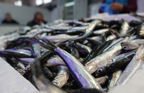 Hamsi Yılın 9 Ayında 19 Ülkede Alıcı Buldu