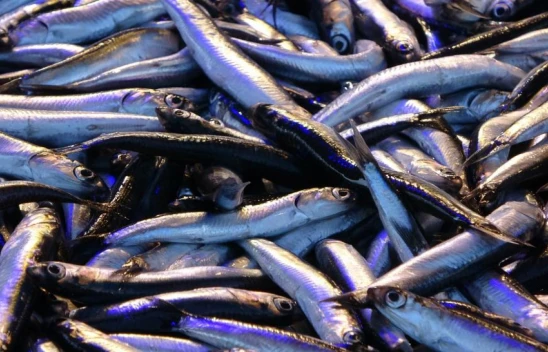 Hamsinin Fiyatı Yeni Yılda Geriledi