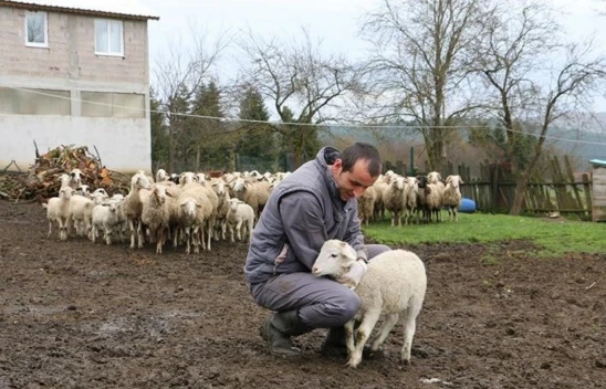 Hayvan Başına Destek Ödemesi