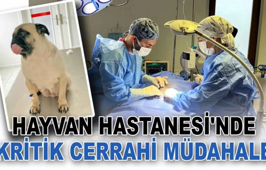 Hayvan Hastanesi'nde Kritik Cerrahi Müdahale