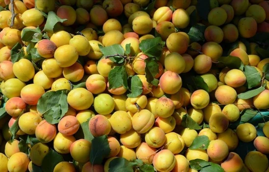 İhracat 329,3 Milyon Dolar Oldu