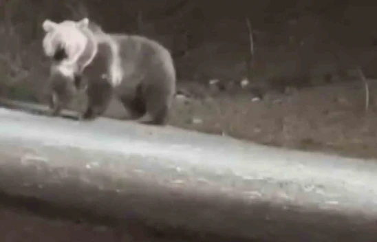 Kastamonu'da Köpekler Ayıya Saldırdı