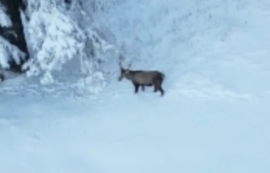 Ilgaz Dağı'nda Kızılgeyik Dronla Görüntülendi